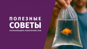 Советы начинающим аквариумистам