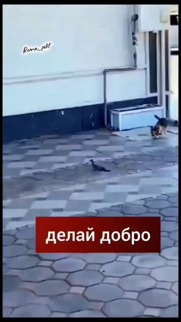 #добро #смех #юмор #обидно #дакактакто #кот #птица смотреть онлайн