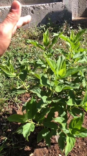 Мечта Лесково- брать или не брать? Новинка мира метельчатых гортензий. #дача #садоводничество #сад смотреть онлайн