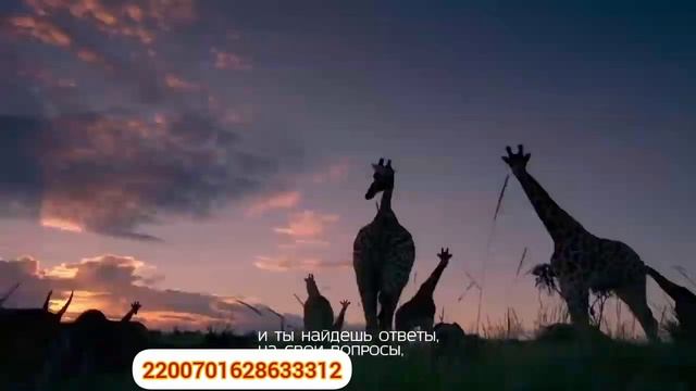 Самый красивый нашид ТОСКА🥀🌹💚 смотреть онлайн