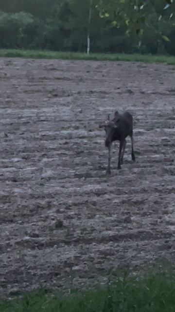 Просто лось