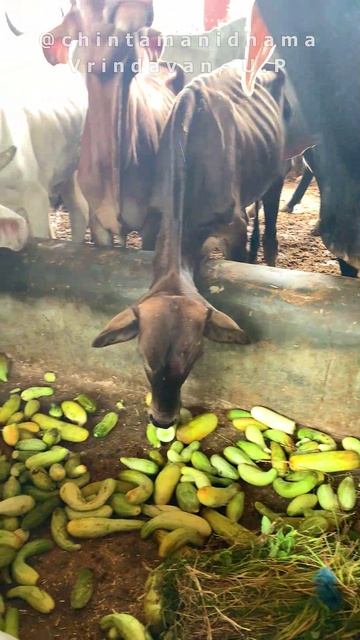 29 августа. В преддверии Радхаштами. Раздача овощей коровам и завтрака работникам гошалы смотреть онлайн