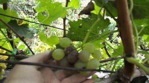 36. Великолепный урожай винограда ! 29 августа 2025 г.