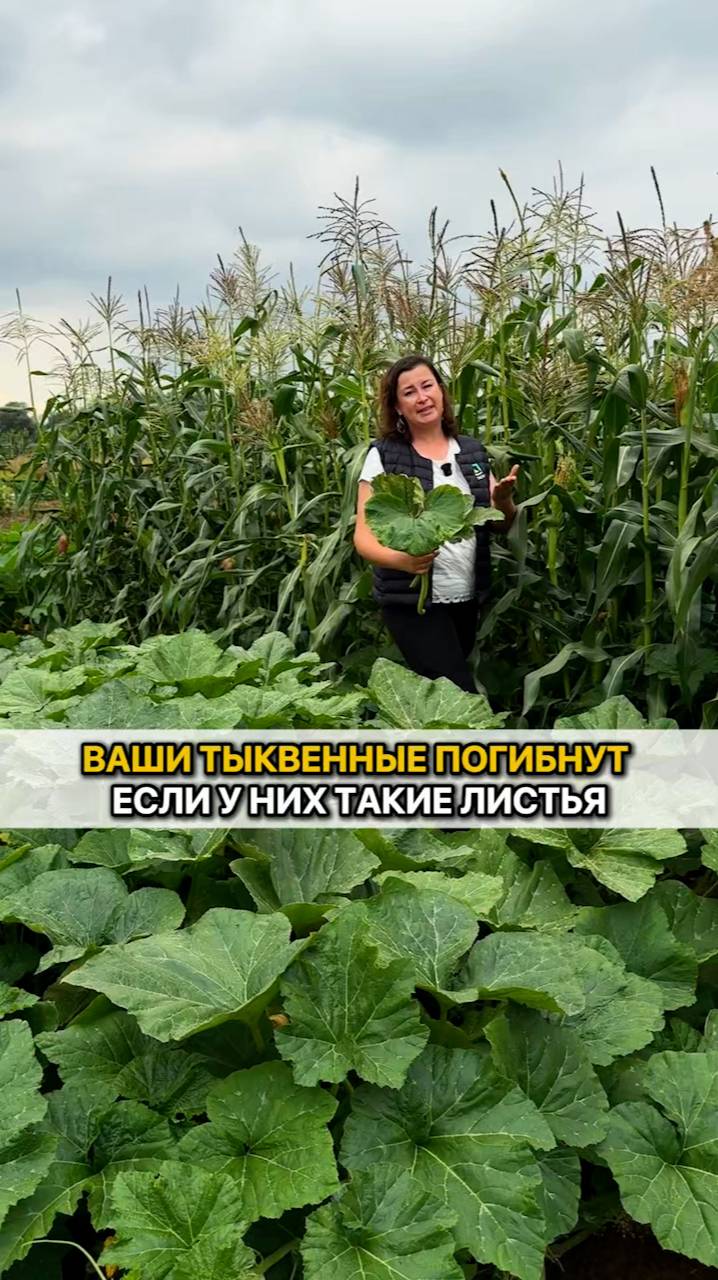 Если на тыквенных ТАКИЕ листья - срочной спасайте урожай!