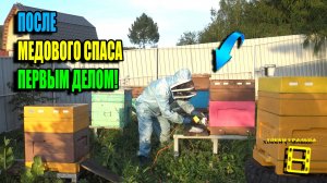 СРОЧНО ПОСЛЕ МЕДОСБОРА ОБРАБОТАТЬ ПЧЕЛ ОТ КЛЕЩА ВАРРОА! ПЧЕЛОВОДСТВО 25-31