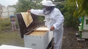 ОБЗОР НА МОИ УЛЬИ И ПЧЕЛ 🐝