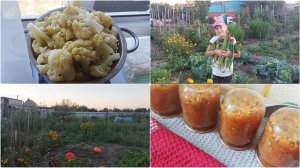 ДЕЛАЮ ЗАГОТОВКИ 😋 СОБРАЛИ УРОЖАЙ В САДУ // НАЖАРИЛА ПИРОЖКОВ / НА КУХНЕ И В САДУ