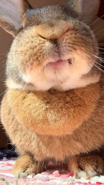 забавный кролик