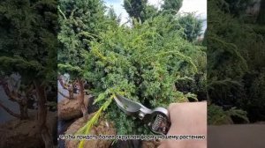 Стрижка можжевельников Блю Альпс Топиарий