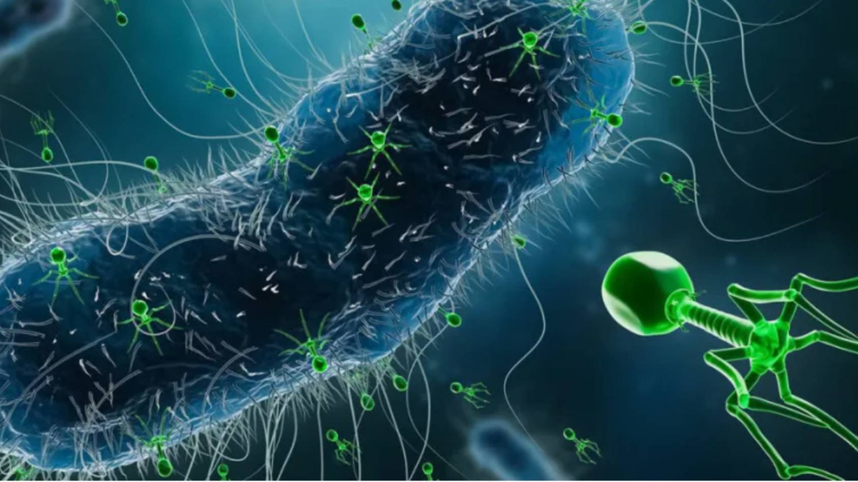 Мир вирусов. Всё, что нужно знать о вирусах и бактериях.