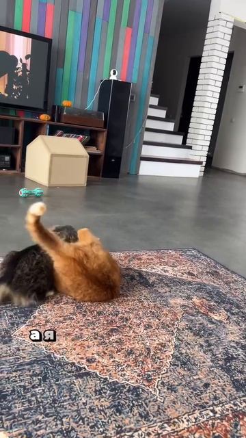 кошачий знаток #shorts