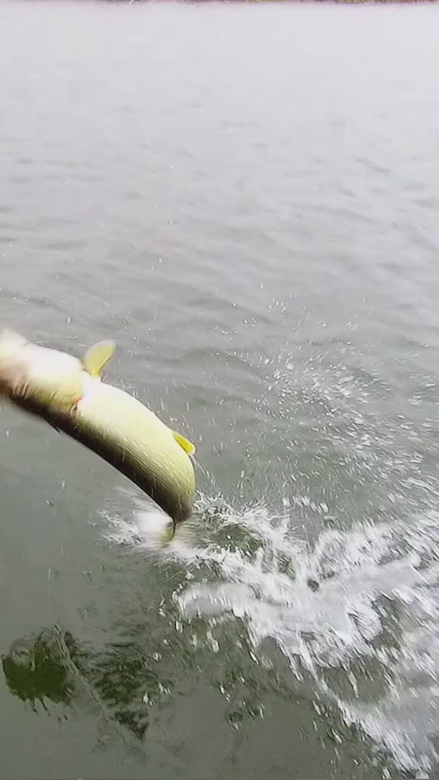 Подсечка века!😂💥💪 #shorts #рыбалка #щука смотреть онлайн