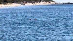 Геленджик Тонкий мыс сегодня 29 августа 2025. Обстановка на пляже, море и погода в Геленджике сейчас