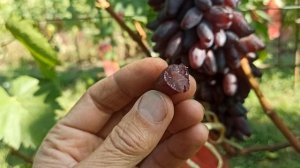 "Джокер" очень вкусный и хорошо сохраняется на кусту! Тел,WhatsApp и Telegram : 8-918-43-794-43