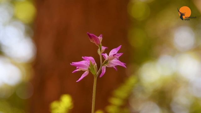 Заповедное лето. смотреть онлайн