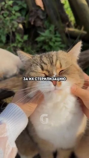 Почему Турция это рай для бездомных животных?