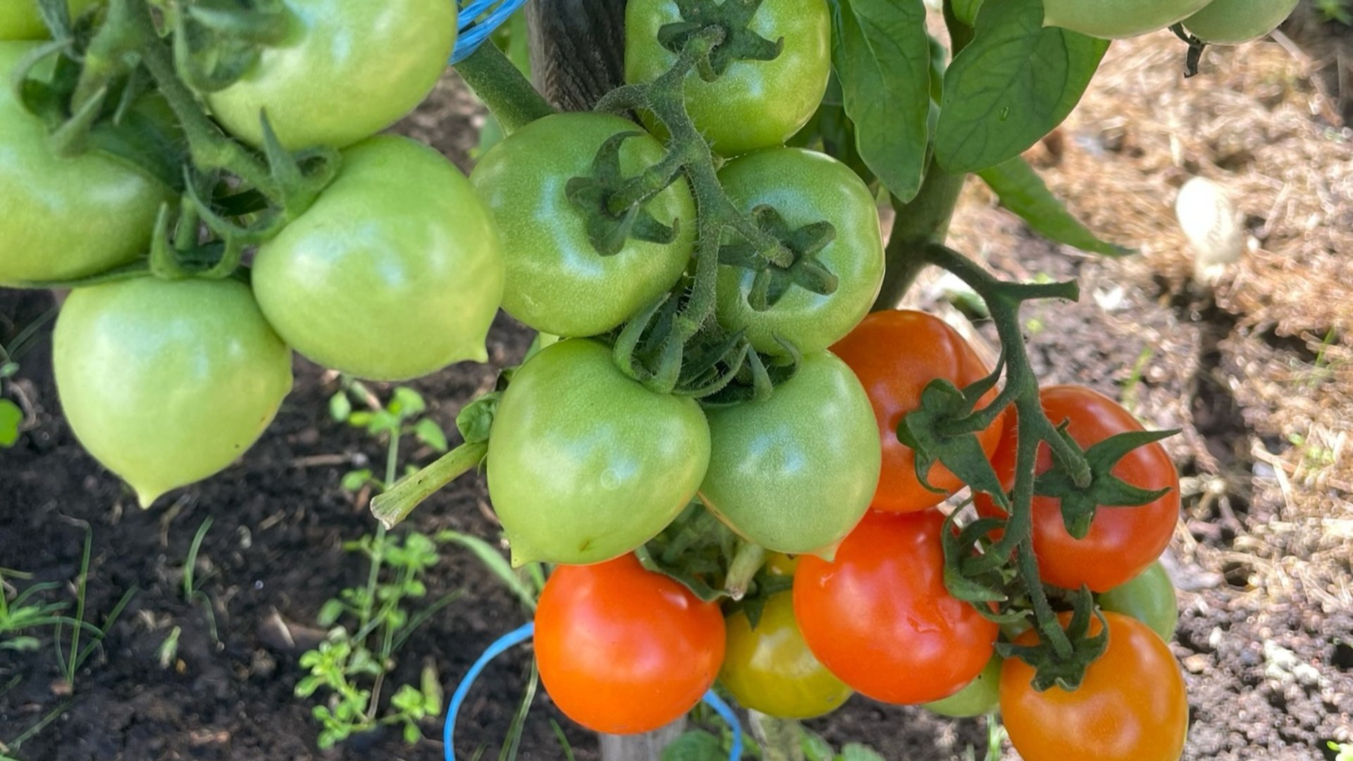 🏡 Огородный Vlog. Убираю томаты с открытого грунта и с парников. Обрезаю лук. Беру семена. смотреть онлайн