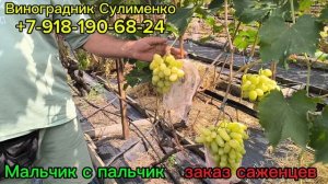 Мальчик с пальчик, Императрица, Гелиодор!