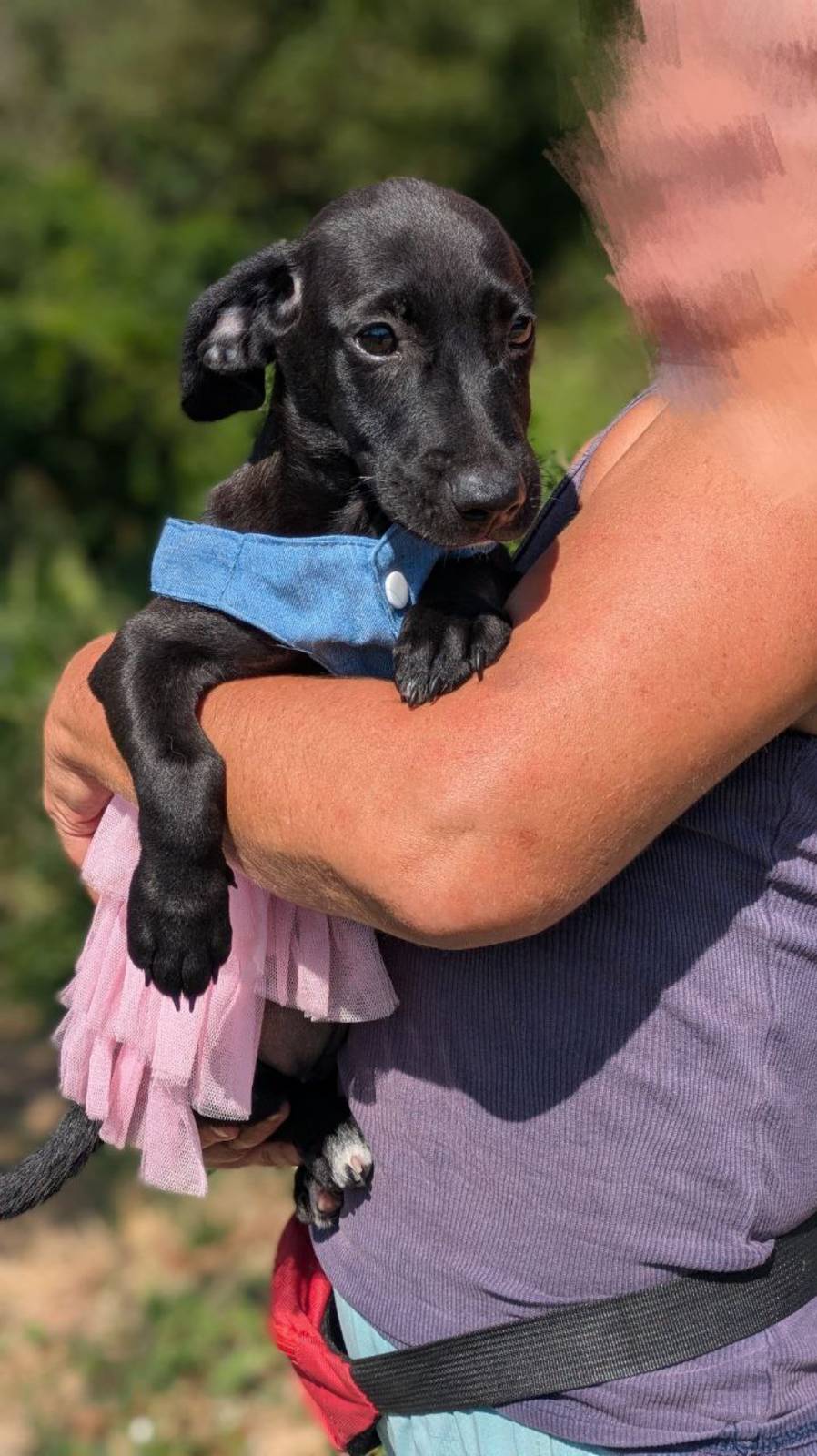 Щенок в добрые руки. Чудесная Арабика