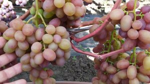 Виноградный ОБЗОР 2025г. !!!  Часть 4 
ВКУСНЕЙШИЙ виноград на моём участке!!!