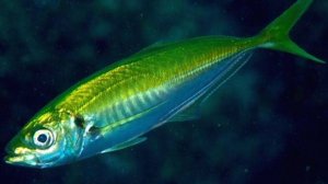 Оснастка просто бомба! Супер мушка для ловли ставриды