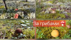 За грибами!