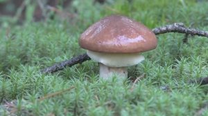 Поход в лес за красавцами грибами!  ГРИБЫ И ЛЕС!