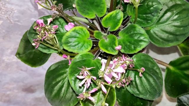 Онлайн Магазин Фиалок. Фиалки у Алисы 💖. смотреть онлайн