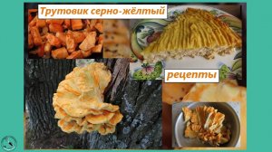 Трутовик серно-жёлтый (ТСЖ). Как готовить? Рецепты