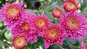 Хризантемы удивляют и восхищают. Обзор сортов на конец августа.