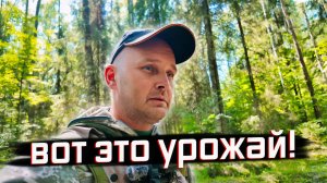 РЕДКИЕ ГРИБЫ В ЛЕСУ: ВОТ ЭТО УРОЖАЙ! Грибные поляны, каких ещё не видел!