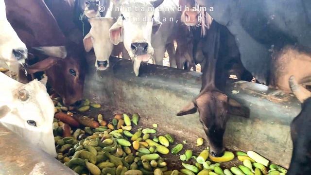 29 августа. В преддверии Радхаштами. Раздача овощей коровам и завтрака работникам гошалы смотреть онлайн