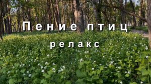 Пение птиц, релакс. Весенний релакс