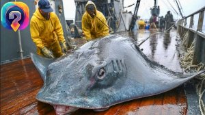 А вы знали, как МИЛЛИОНЫ  скатов и рыбу- луну ловят в глубинах океана?