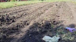 Слава богу выкопала/как живут в русской деревне...