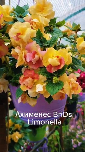 Комнатные цветы Ахименес .