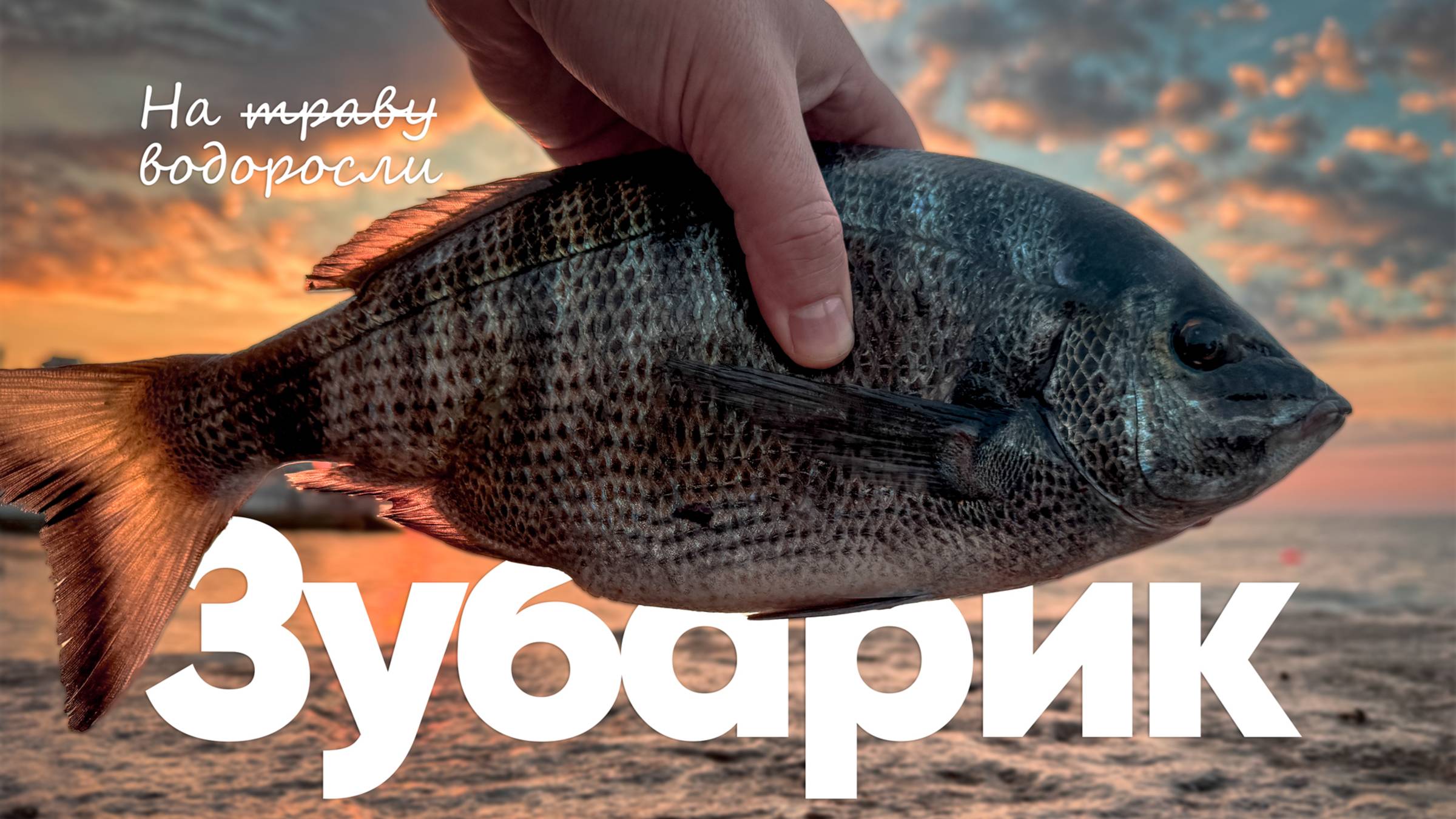 🎣 Ловля зубаря на водоросли | Рыбалка на Чёрном море (рокфишинг)