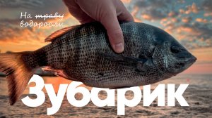 🎣 Ловля зубаря на водоросли | Рыбалка на Чёрном море (рокфишинг)