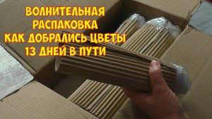 Цветочные обновки. До дома оставалось совсем ничего и вновь она застряла !!! Распаковка и обзор.