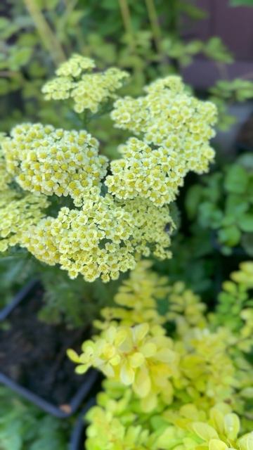 Тысячелистник 🌿 #shorts смотреть онлайн