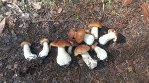 Боровые- Откопышы , Лес Наполнен грибами