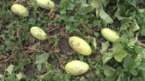 Урожай дыни сорта КАНАРИЯ