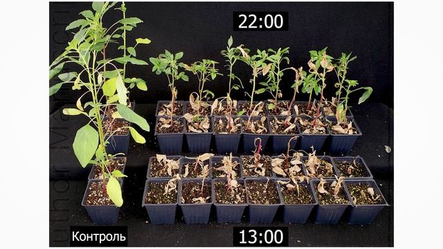 «Агрономические чтения». Выпуск 6. Влияние света на работу диквата и глюфосината аммония. смотреть онлайн