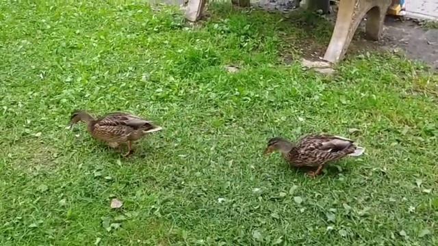 У нас в микрорайоне !!!