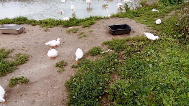 Зоопарк планета обезьян. Белая кряква.