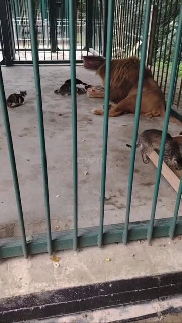 Наглые коты.