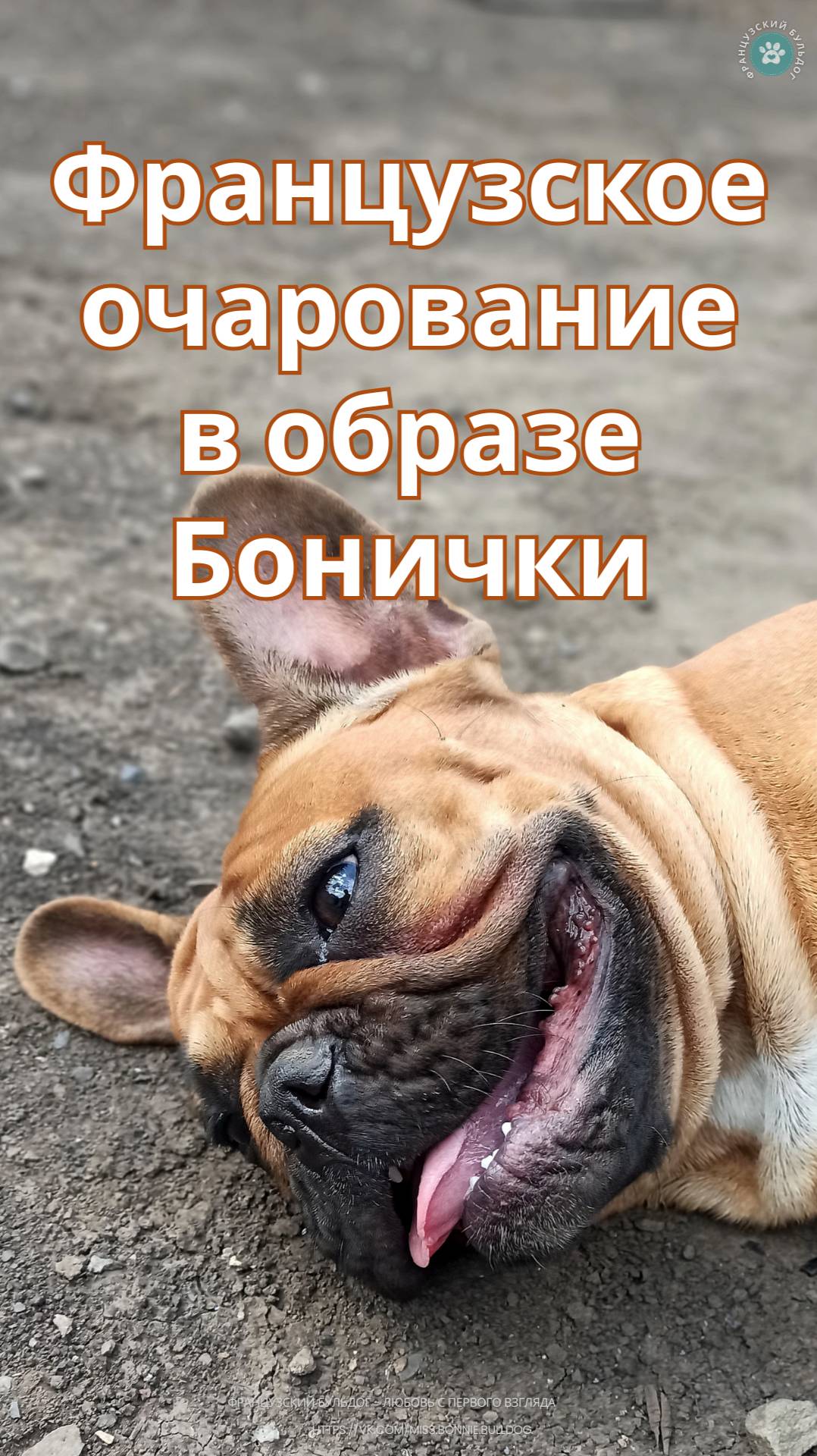 Ода прекрасной Боничке, или Французское очарование в образе собаки.