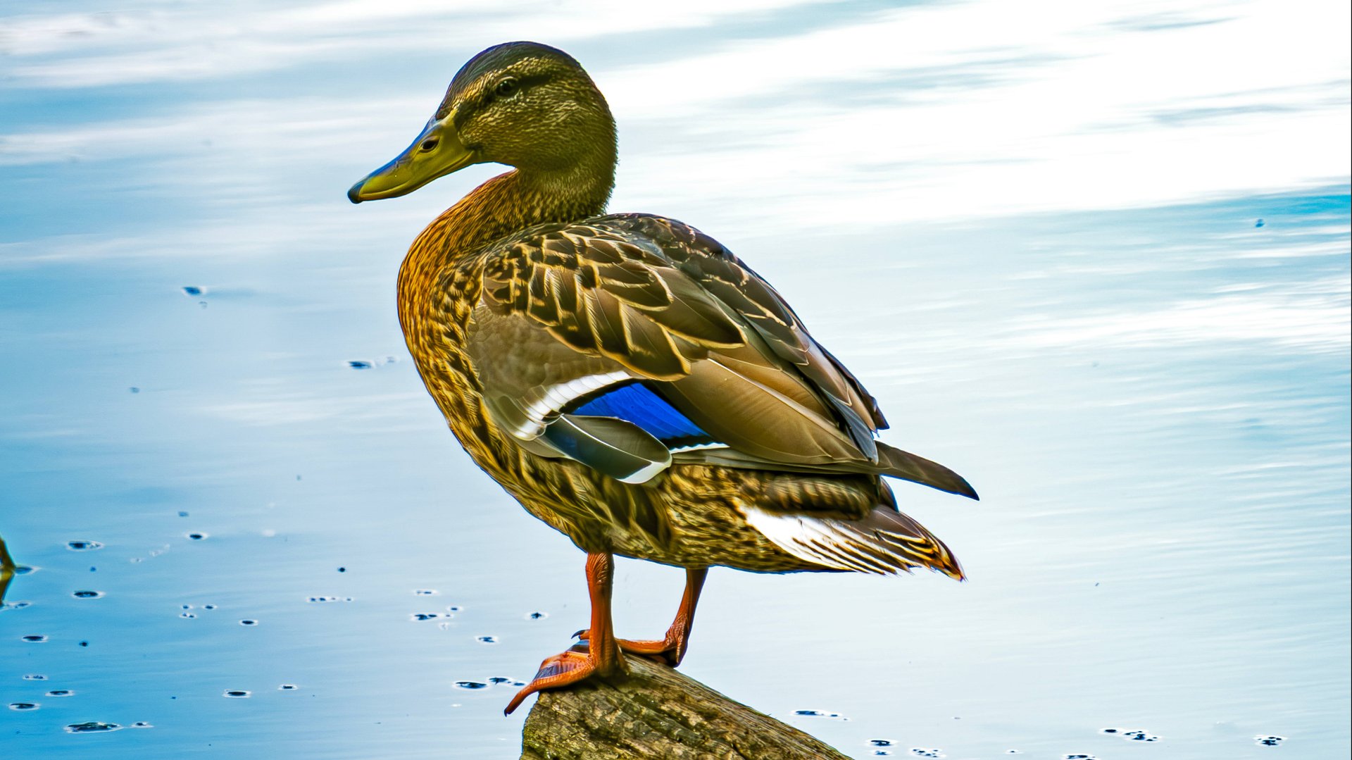 Я за тобой по океану-автор исп. Вадим Трофимов