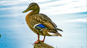 Я за тобой по океану-автор исп. Вадим Трофимов