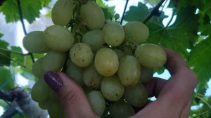 Часть 2. кишмиши Бесподобный,Велес,Брависсимо, Джой, Лучистый. Август 2025.Что срезаем на рынок